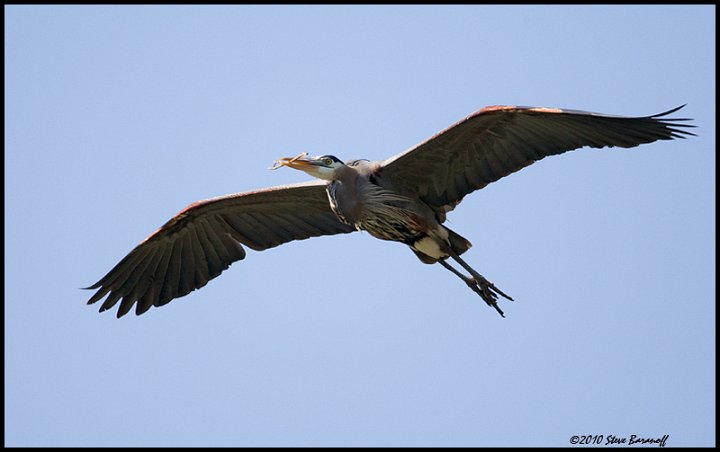 _0SB7413 great-blue heron in flight.jpg